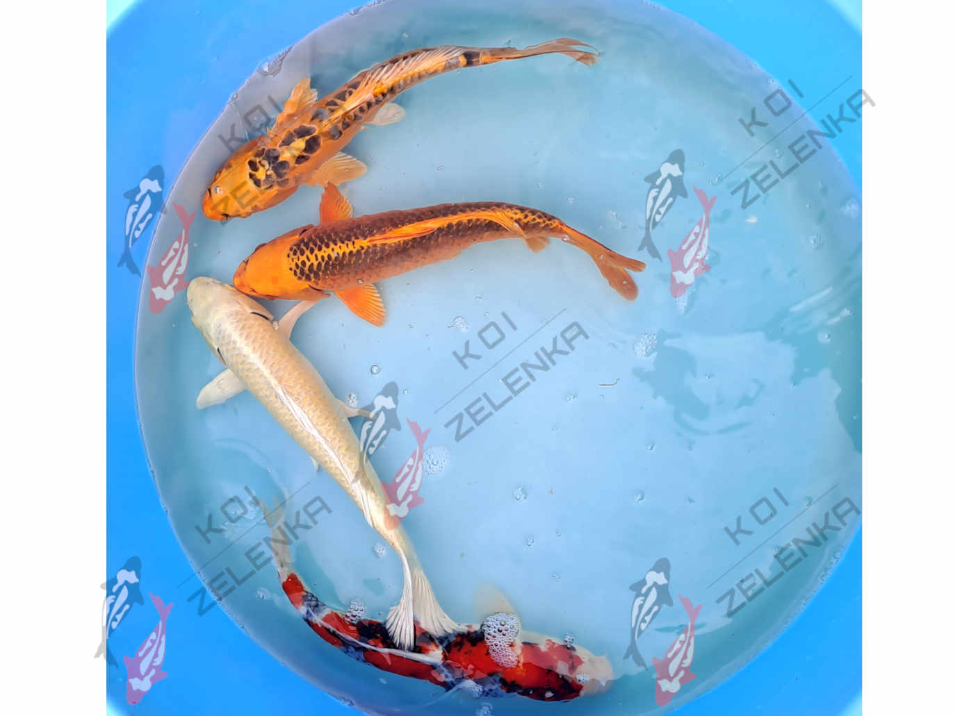 Koi - mix